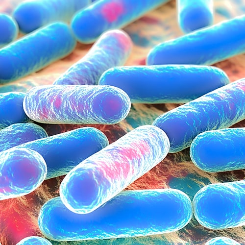 Bifidobacterium genera