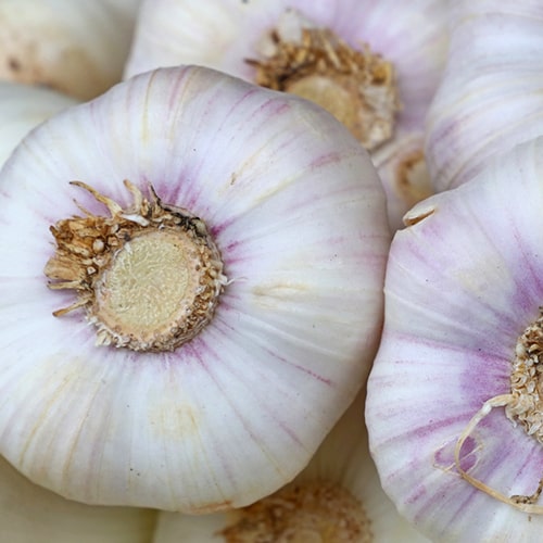 garlic