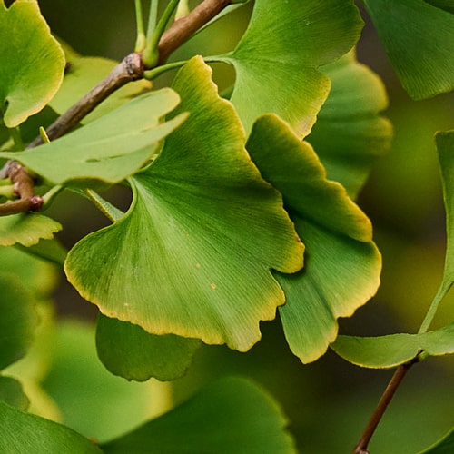 ginkgo biloba