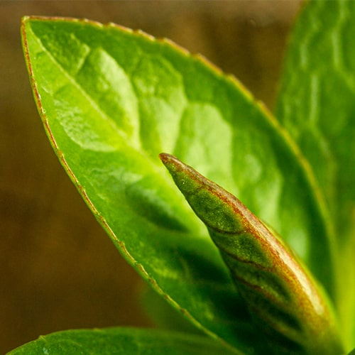 Green Tea ingredient