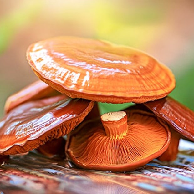 reishi