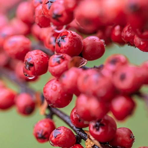 Schisandra ingredient