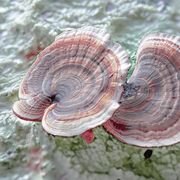 turkey tail