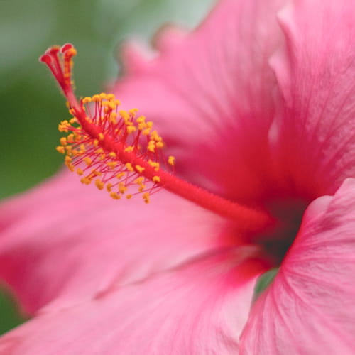 Hibiscus