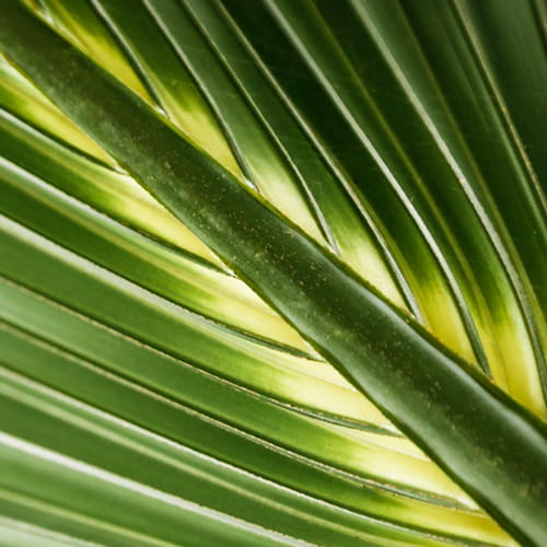 saw palmetto lipid extract ingredient