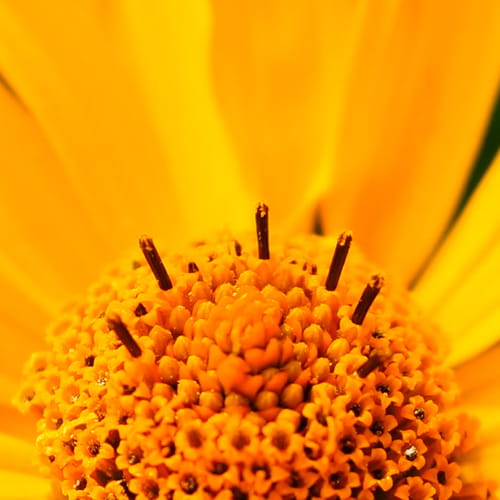 Arnica