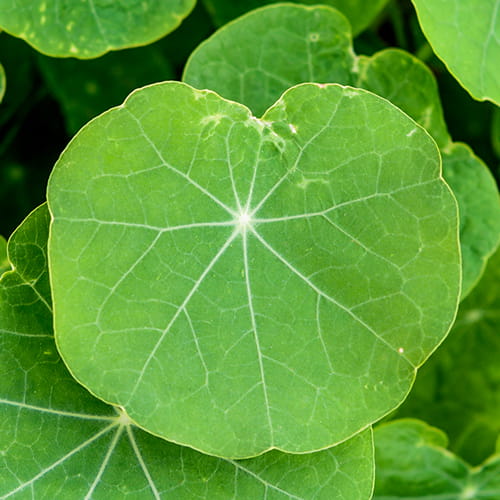Centella
