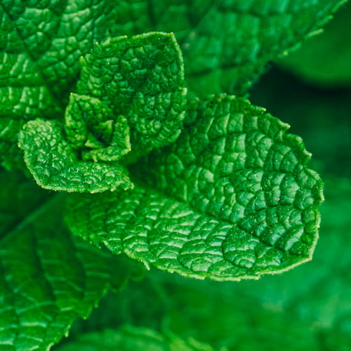 peppermint oil ingredient