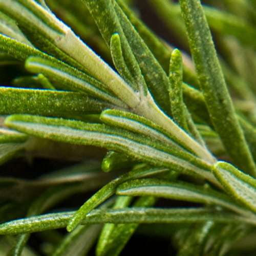 Rosemary